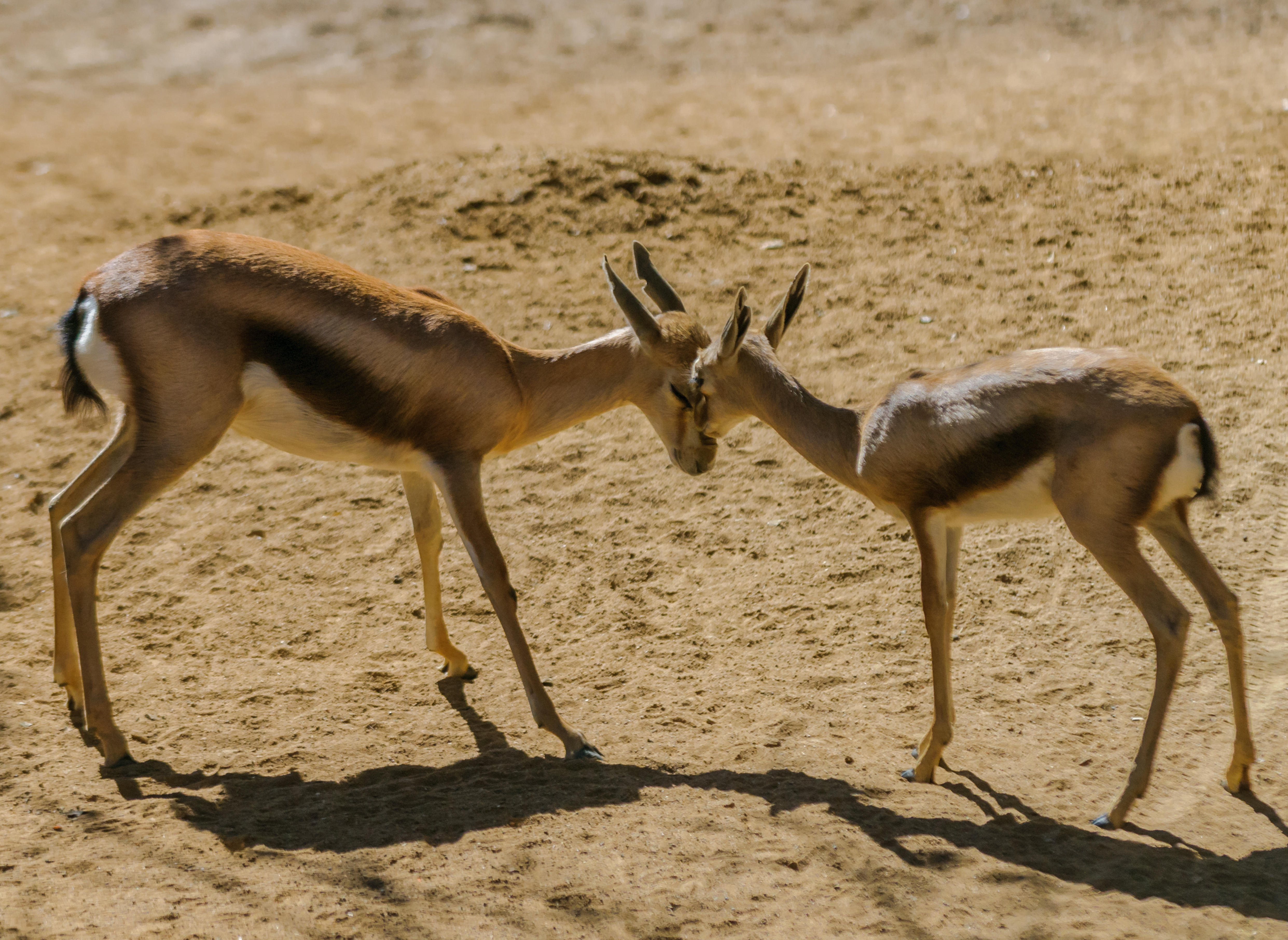 gazelle indoor grey red